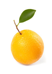 Orange fruit