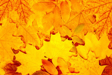 Fototapeta premium Autumn leaves
