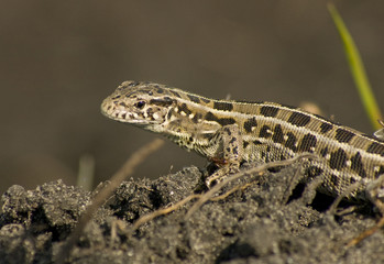 lizard, mimicry, reptiles