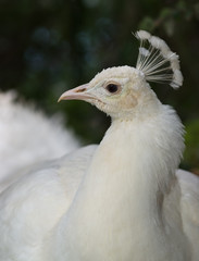 White Peafowl