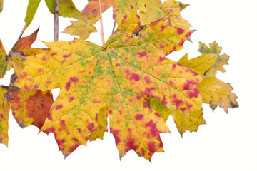 Autumn leaves