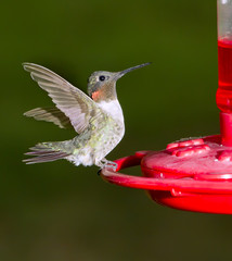 Ruby-throated hummingbird, male