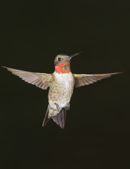 Flying ruby-throated hummingbird, male