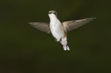 Flying Ruby-throated hummingbird, female