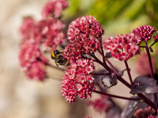 Buff-Tailed Bumble Bee