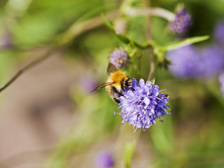 The Buff Tailed Bumble Bee