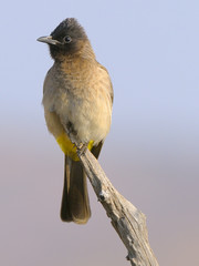 Bulbul