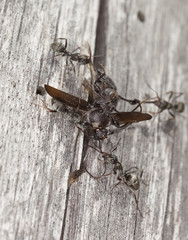 Ants transporting a dead old house borer