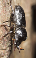 Male Rhinoceros Beetle (Sinodendron cylindricum)