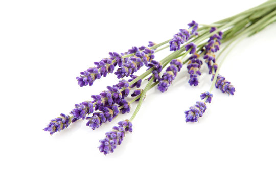 Fototapeta twigs of lavender over white background
