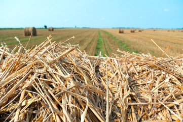 Hay on the land.