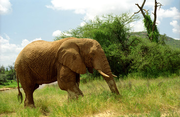 Naklejka na ściany i meble Słoń afrykański, Samburu Game Reserve, Kenia