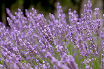 Obraz premium lavender flowers in closeup