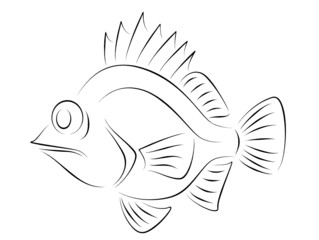 fish