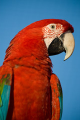 Naklejka premium colorful parrot, blue sky.