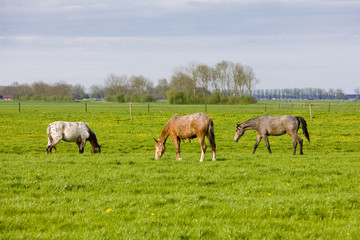 Fototapeta na wymiar horses on meadow, Friesland, Netherlands