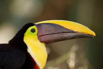 Portrait of a colorful toucan.