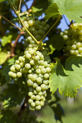 Fototapeta premium Bunch of green grapes