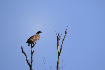 The eagle