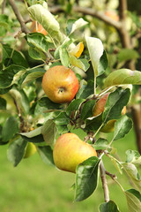 Apples on Tree
