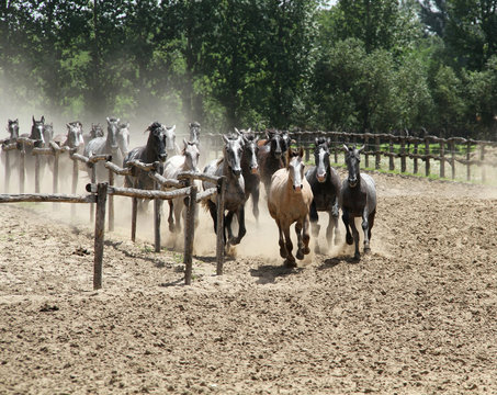 Puszta,galop