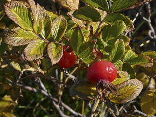 Reife Hagebutten der Kartoffelrose auf Sylt