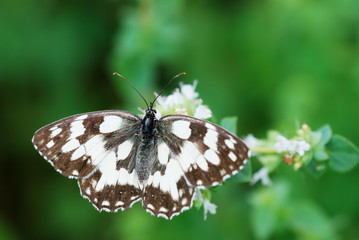 Naklejka premium Butterfly on oregano flowers