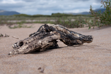 Treibholz am Strand