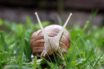 Escargot de Bourgogne - Helix pomatia - Roman Snail