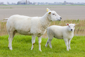 sheep with a lamb, Friesland, Netherlands