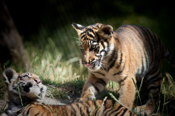 Tiger cubs