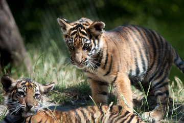Obraz premium Tiger cubs