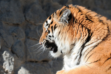 Tiger with bared fangs