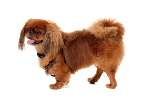 pekinese dog