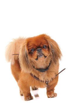 pekinese dog