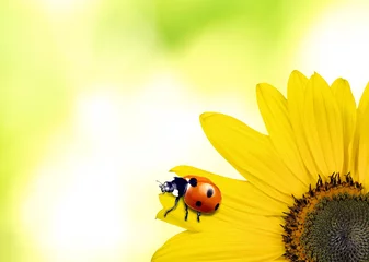 Store enrouleur tamisant Tournesol Beautiful ladybug on sunflower