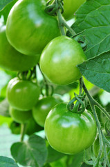 grüne Tomaten am Strauch