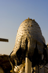 Pilz