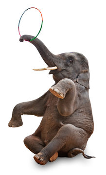 akrobatischer Elefant freigestellt