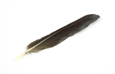 A single crow's feather