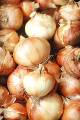 Fresh organic onion at the local market.