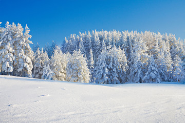 beautiful winter forest