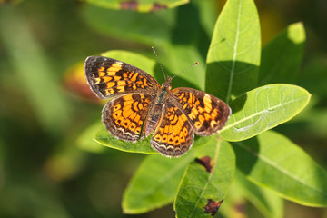 Pearl Crescent Butterfly - Phyciodes tharos