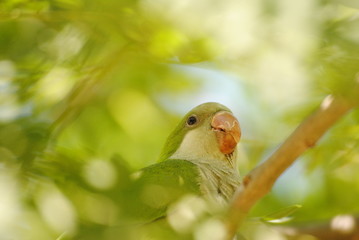 Perico