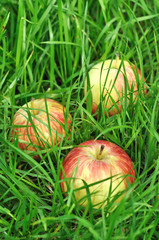 Three apples in the grass