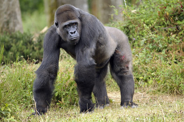 Gorille de 11 ans