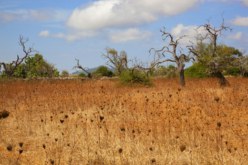 mallorca landscape with dry grass and trees and blue sky
