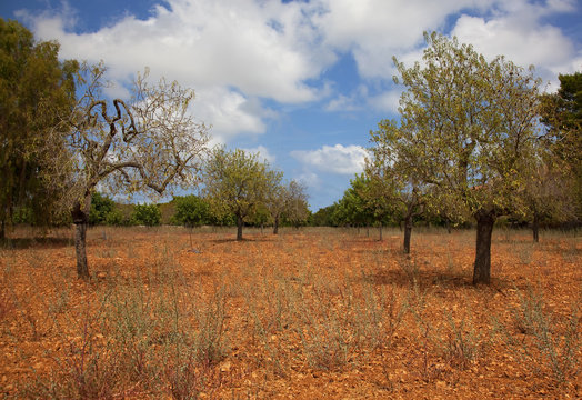 mallorca landscape with red soil and almonds trees and blue sky