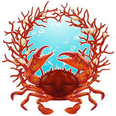 Crab, seashells and red coral frame