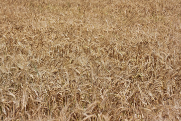 Field of wheat ears